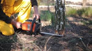 Saranac Lake, NY Tree Care Company