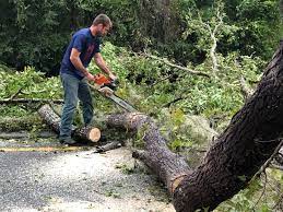 Best Tree Trimming and Pruning  in Saranac Lake, NY