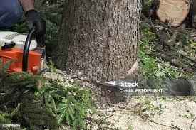 Best Firewood Processing and Delivery  in Saranac Lake, NY