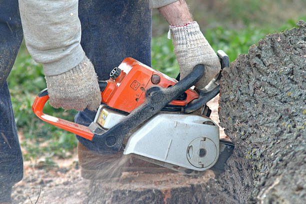 Best Emergency Tree Removal  in Saranac Lake, NY