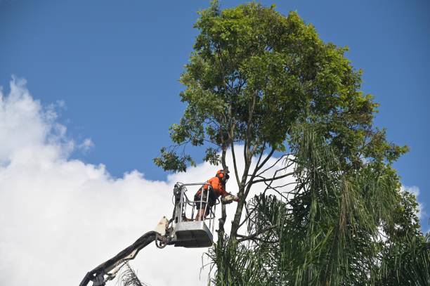 Best Hazardous Tree Removal  in Saranac Lake, NY