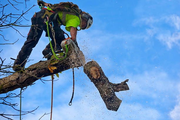 Best Seasonal Cleanup (Spring/Fall)  in Saranac Lake, NY