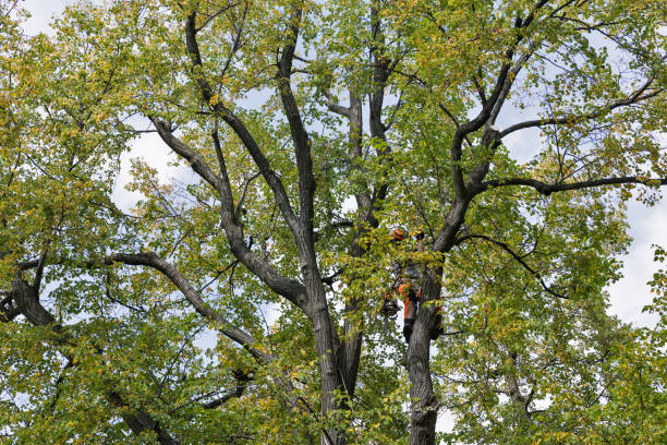 Best Tree Mulching  in Saranac Lake, NY