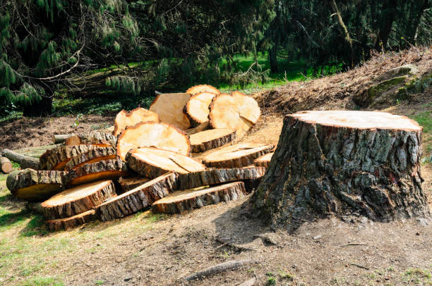 Best Tree Preservation Services  in Saranac Lake, NY